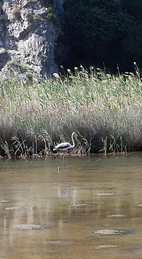 L'Ulivo In Villa Greco Tindari Bagian luar foto